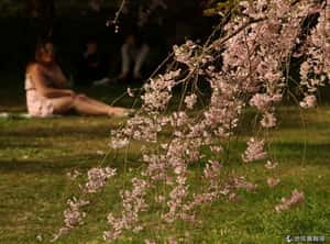 櫻花絢爛    2013京都櫻花季