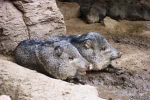 不小心幫到你 野豬幫箭毒蛙養小孩