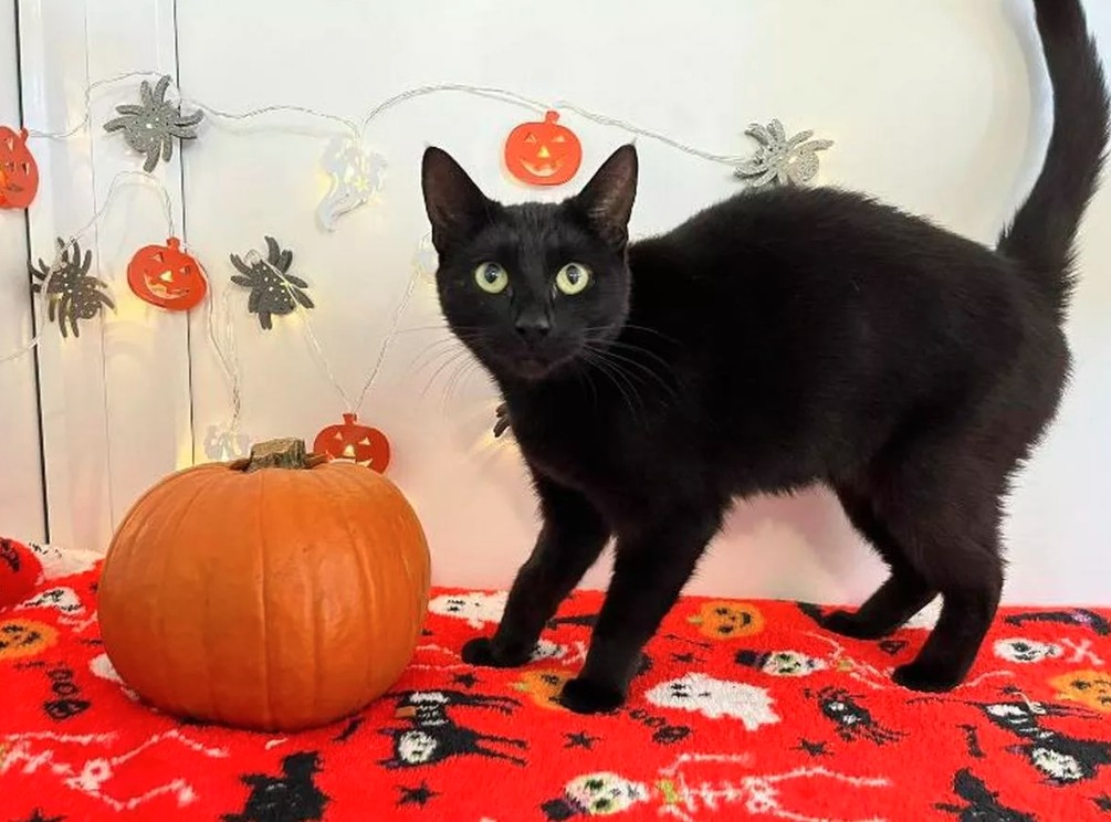 「萬聖節禁止領養黑貓」西班牙小鎮擔心黑貓被用於邪惡儀式　動保團體批：老掉牙的迷信