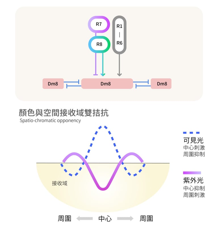 文章插圖