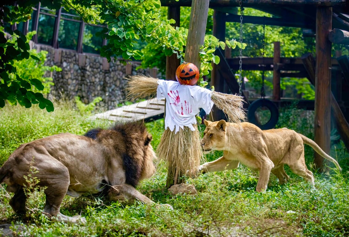 不給糖就搗蛋！ 壽山動物園「搞怪食譜」歡度別開生面萬聖節