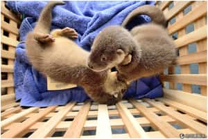 水獺兄弟長牙 準備斷奶囉！