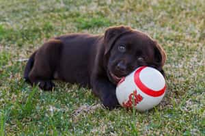 人類最忠實的朋友，也可能成為對抗癌症的最佳戰友