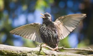 「刻在鳥鳴裡的圖片」美國YouTuber成功將圖片「儲存」進椋鳥的叫聲