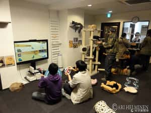 2014何處去(二)：全球10大貓奴聖地