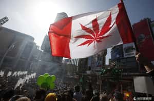 預計明年中通過  加拿大推大麻合法化