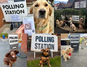 【地球24小時】7/4 英國大選之日，汪喵共襄盛舉！