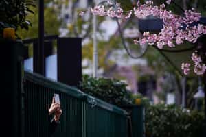 【地球 24小時】03/06 防疫也擋不住賞櫻