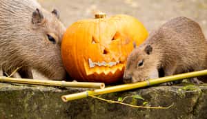 是有多「聖」？ 明明是萬聖節 怎麼都是鬼？