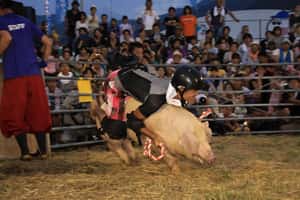 騎豬、放生金魚 日本慶典活動惹議