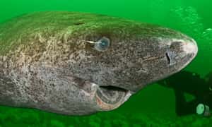 走過400年歲月   格陵蘭鯊成史上最老脊椎動物