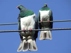 蠢萌屬性滿點的小醉鳥得冠  紐西蘭2018年度鳥出爐！