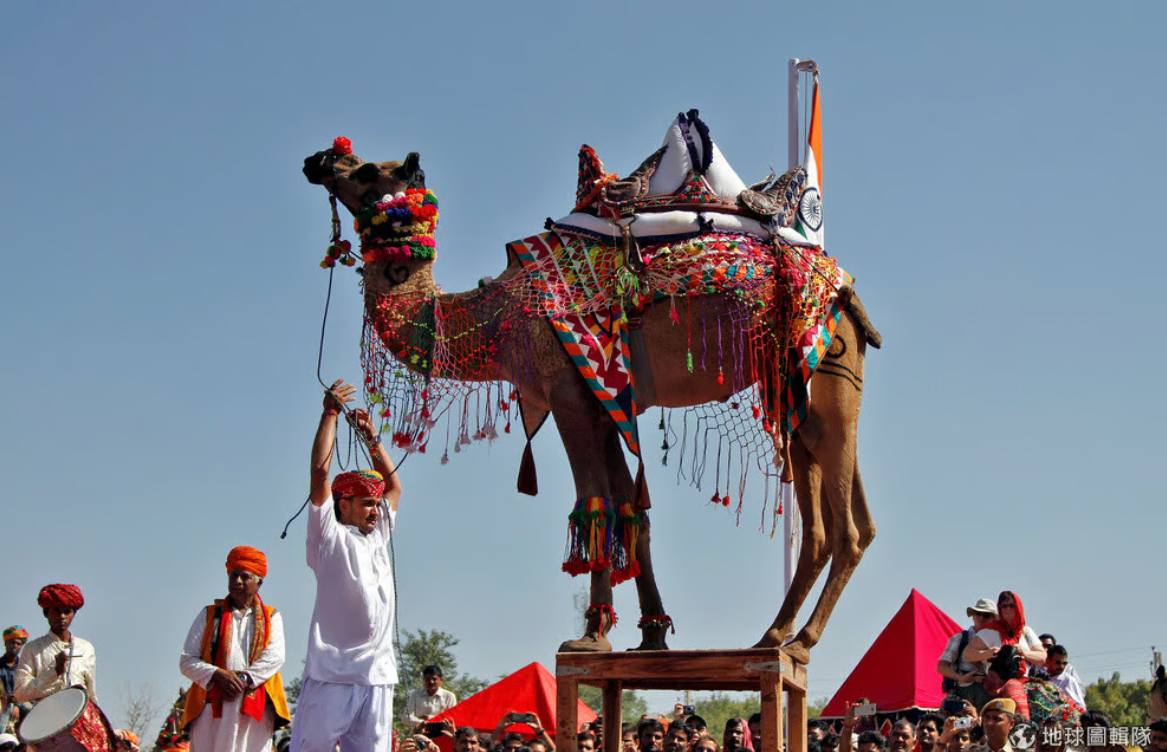 複製基因，訂製選美駱駝，是杜拜富豪們的日常娛樂