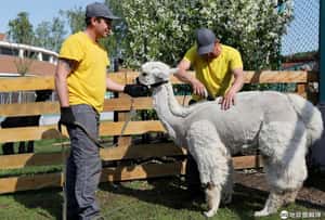 【這樣比較涼的地球 24小時】06/06  剃毛的日子