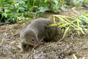 貓鼬除蛇失敗 日政府每年花3億捕殺