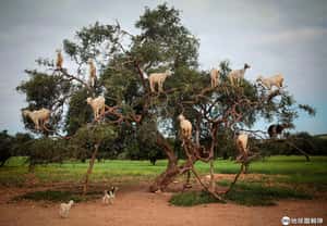 長滿山羊的堅果樹  來摩洛哥看得到