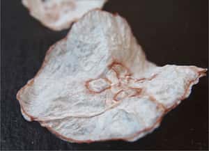 丹麥學者：來片脆皮水母吧！