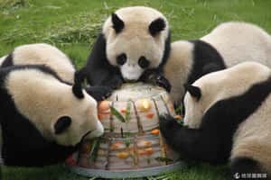 吃飯皇帝大！難得一見的動物吃飯照