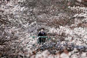 【DQ開放贊助中的地球 24小時】03/27 櫻花看到飽