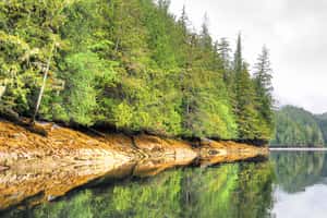 管制砍樹打獵 加拿大保護大熊雨林