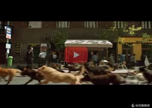 【地球放映室】歐洲大街狂奔   電影「忠犬追殺令」用247隻狗狗表達遭棄怒火