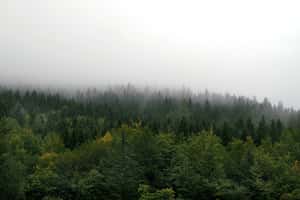 愛爾蘭政府國土森林化「種錯樹」？居民：家鄉變陰森死地