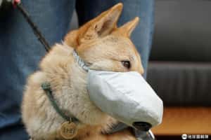 【小隊長春酒去的地球 24小時】03/20 狗狗也得戴口罩