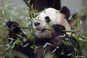 黑與白也很可愛  大貓熊特輯