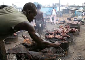 致命美味？非洲野味小吃成伊波拉禍首