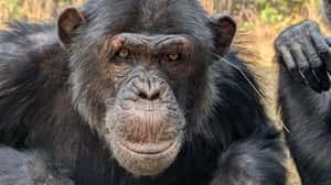 尚比亞黑猩猩年度「猩時尚」：耳掛草、屁股插草「想加入我們，就把草放進去」