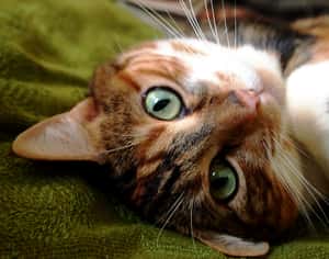 用千年DNA   理解貓咪如何征服全世界