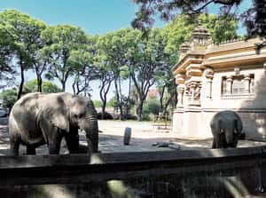 阿根廷關閉動物園後 轉型的漫漫長路