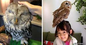 倫敦貓頭鷹酒吧   歡迎動保夜遊俠