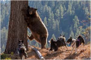 輕井澤維護人熊共生 引進驅熊犬