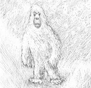 雪怪出沒注意？從印度軍方的「發現」看看這隻神秘生物