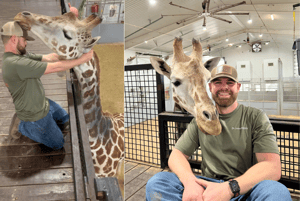 為世界上最長的脖子整脊！美脊骨神經治療師一出手，長頸鹿便知有沒有