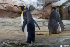 多次試圖孵化石頭 德國動物園的同志企鵝情侶獲得一顆真蛋