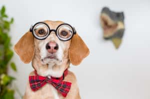 狗從哪裡來？美基因學家告訴你