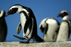 企鵝的「老家」在哪裡？研究：不是南極