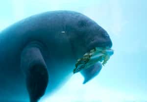 拯救海牛大作戰：美國推「大撒菜」計畫 25噸萵苣救海牛