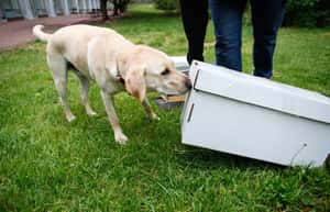 這隻狗狗的任務是搶救蜜蜂