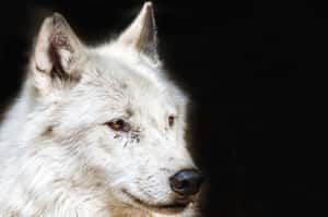 「改變美國自然生態的狼英雄」 是事實還是神話？