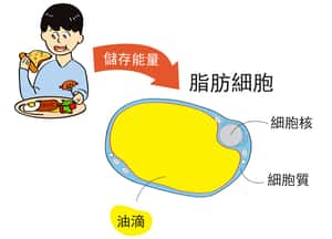 你身上的油，存在什麼地方？──油滴