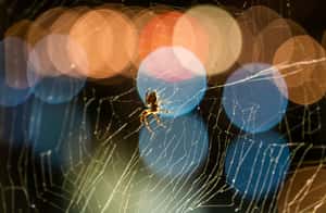 美國科學家替蜘蛛網「譜曲」 人與蜘蛛談天的日子不遠了？