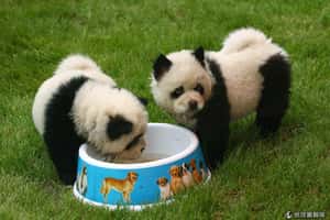 變身貓熊的鬆獅犬