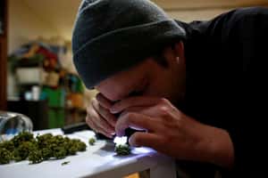 【地球 24小時】12/20  大麻種得怎麼樣？