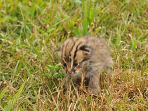 10＋5＝石虎！先別管小犬，今天是台灣石虎日