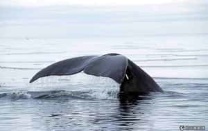 老鯨魚好基因 學者發現弓頭鯨長壽秘密