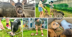 桃園蘆竹｜山腳鹿場水鹿之家：搭捷運去看梅花鹿、水豚君！和小動物互動療癒一日遊