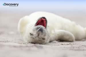 雪白毛皮引殺機  來不及長大的小海豹